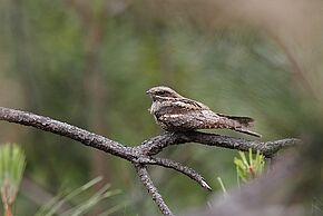 Photo "Cet oiseau mystérieux de la forêt de Moulière"