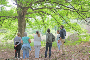 Sylvothérapie le bien être en forêt