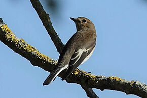 Les gobemouches sont de passage