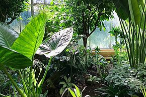 Serre du jardin des plantes de Poitiers