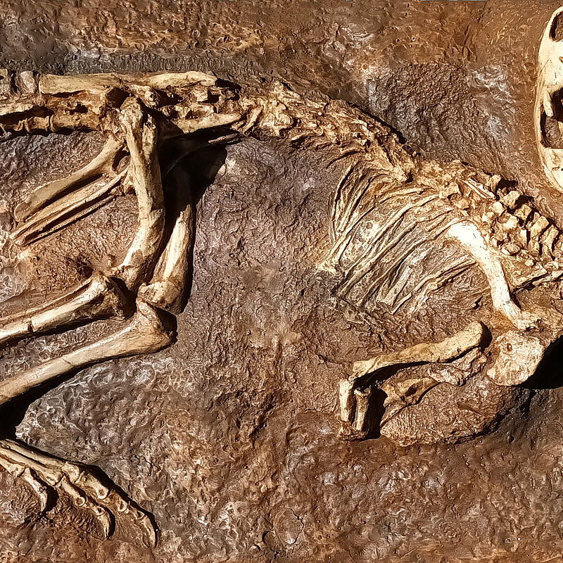 Le secret des dinosaures