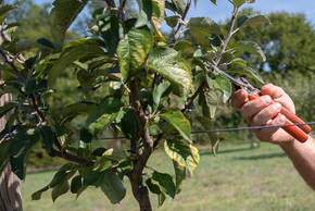 photo de la formation taille des fruitiers