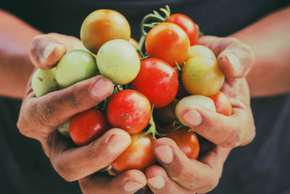 Une personne tient des tomates dans sa main.