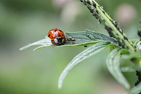 Accueillir la biodiversité oui, mais ?