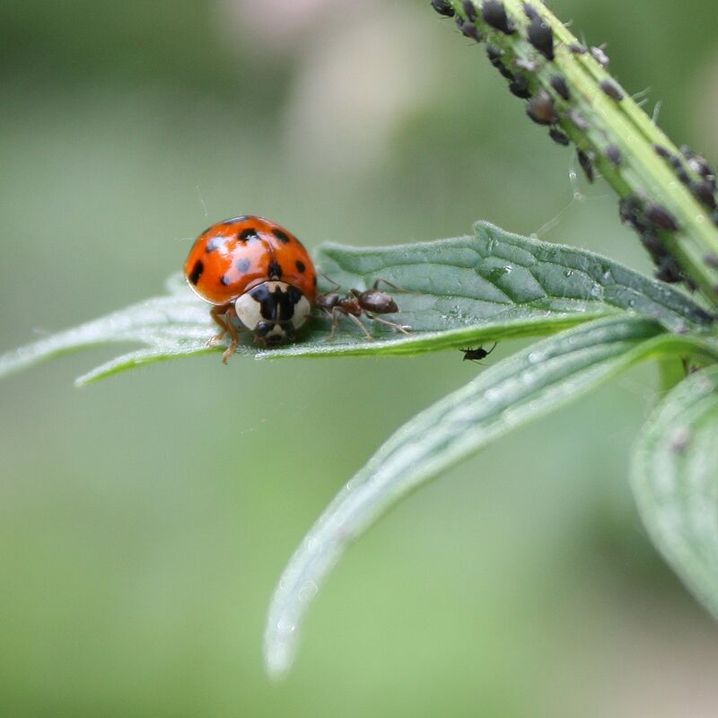 Accueillir la biodiversité oui, mais ?