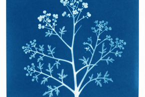 Photo "Stage cyanotype"