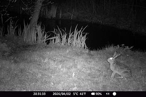 Photo Rencontrer la bestiole… ou ses traces. Chroniques du vivant