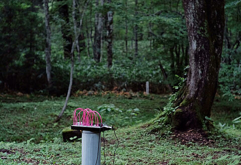 Photo branchement électrique de spectacle dans une forêt